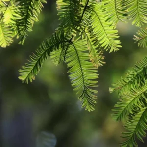 Dawn Redwood Live Plant – Quart Pot – Deciduous Conifer Tree – Outdoor - Image 2