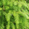 Dawn Redwood Live Plant – Quart Pot – Deciduous Conifer Tree – Outdoor - Image 1