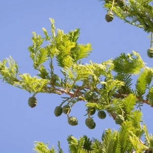 Dawn Redwood Live Plant – Quart Pot – Deciduous Conifer Tree – Outdoor - Image 3