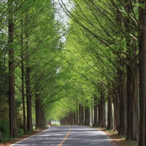 Dawn Redwood Live Plant – Quart Pot – Deciduous Conifer Tree – Outdoor - Image 4