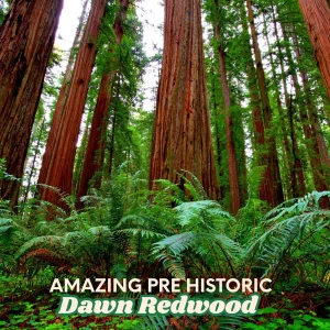 Dawn Redwood Trees - Metasequoia glyptostroboides - Bare Root - 1-2 ft Tall - Fast Growing Outdoor - Image 1