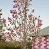 Daybreak Magnolia Tree Live Plant – 2-3 ft Tall – 3 Gallon Container – Outdoor - Image 1