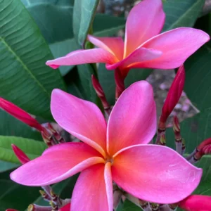 Dean Conklin Plumeria Unrooted Cutting 10-12 in - Fragrant Pink-Orange Flower - Image 2