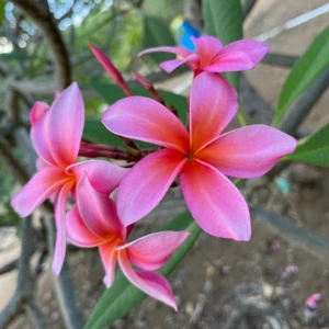 Dean Conklin Plumeria Unrooted Cutting 10-12 in - Fragrant Pink-Orange Flower - Image 3