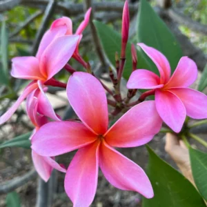 Dean Conklin Plumeria Unrooted Cutting 10-12 in - Fragrant Pink-Orange Flower - Image 1