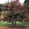 Deciduous Holly Live Plant - Ilex decidua Shrub - 16+ Inches Tall - Set of 2 - Image 1