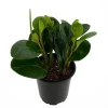 Deep Green Baby Rubber Tree Live Plant – Peperomia obtusifolia – 4 inch Pot – Indoor - Image 1