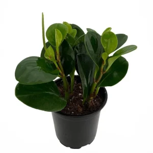 Deep Green Baby Rubber Tree Live Plant – Peperomia obtusifolia – 4 inch Pot – Indoor - Image 1