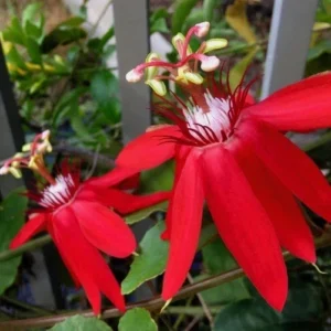 Deep Red Passiflora Live Plant - Passion Fruit Vine, Edible Green-Yellow Fruit, Starter Plant - Image 2