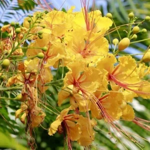 Delonix Regia Yellow Flamboyant Royal Poinciana Tree Seeds - 20 Seeds - Image 3