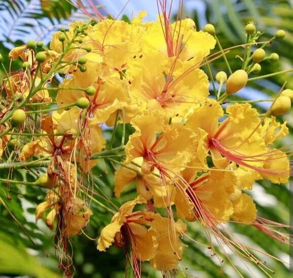 Delonix Regia Yellow Flamboyant Royal Poinciana Tree Seeds - 20 Seeds - Image 3