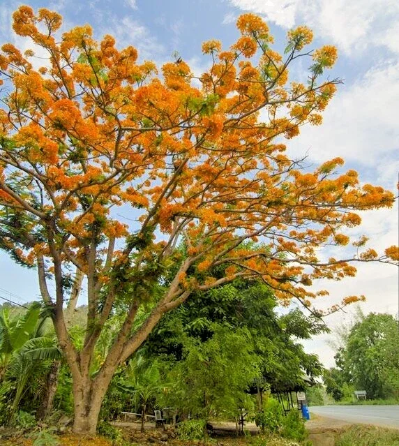 Delonix Regia Yellow Flamboyant Royal Poinciana Tree Seeds - 20 Seeds - Image 4
