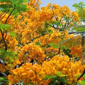 Delonix Regia Yellow Flamboyant Royal Poinciana Tree Seeds - 20 Seeds - Image 1