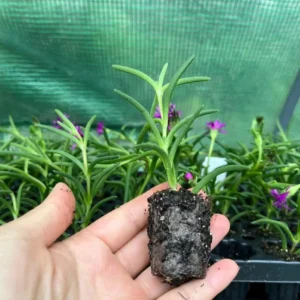 Delosperma Cooperi Live Starter Plant - 3-6