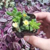Delosperma echinatum Pickle Plant Succulent Live Plant Indoor/Outdoor - Image 1