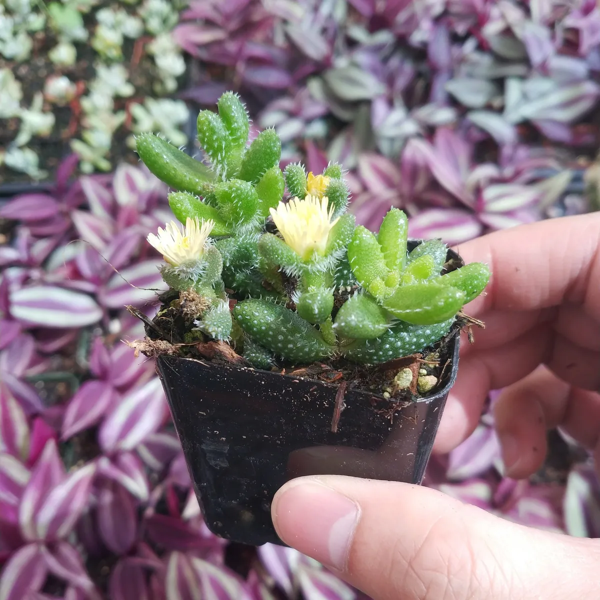 Delosperma echinatum Pickle Plant Succulent Live Plant Indoor/Outdoor - Image 3
