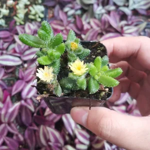 Delosperma echinatum Pickle Plant Succulent Live Plant Indoor/Outdoor - Image 1