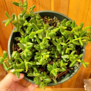 Delosperma echinatum Pickle Plant Succulent Live Plant Indoor/Outdoor - Image 6