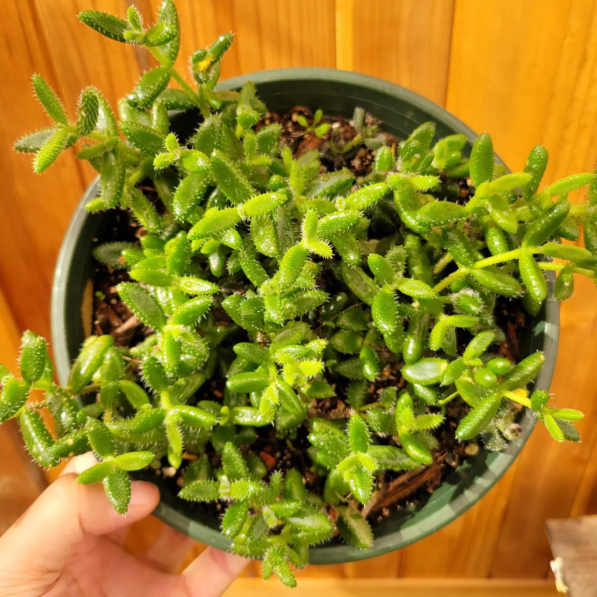 Delosperma echinatum Pickle Plant Succulent Live Plant Indoor/Outdoor - Image 6