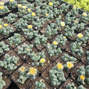 Delosperma Lehmannii Ice Plant Live Plant – 2-inch Pot – Rare Succulent - Image 1