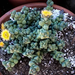 Delosperma lehmannii Live Plant – Alien Ice Plant Succulent – 2.5