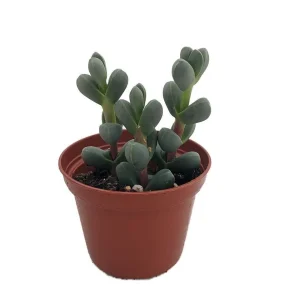Delosperma lehmannii Live Plant – Alien Ice Plant Succulent – 2.5" Pot - Image 1