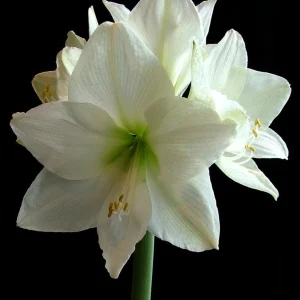 Denver Amaryllis Bulb | Huge 34/36 cm Amaryllis Bulb for Forcing | Indoor/Outdoor - Image 2