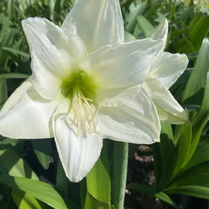 Denver Amaryllis Bulb | Huge 34/36 cm Amaryllis Bulb for Forcing | Indoor/Outdoor - Image 1