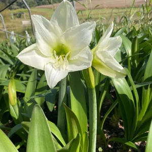 Denver Amaryllis Bulb | Huge 34/36 cm Amaryllis Bulb for Forcing | Indoor/Outdoor - Image 4
