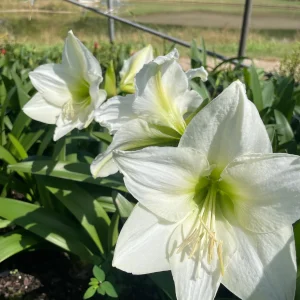 Denver Amaryllis Bulb | Huge 34/36 cm Amaryllis Bulb for Forcing | Indoor/Outdoor - Image 5