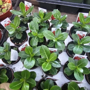 Desert Rose Adenium Live Plant – 2in or 4in Pot – Red, White, Pink, Bicolor - Image 2