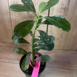 Desert Rose Adenium Live Plant - White, Red, Pink Flowers, 4 inch Pot - Image 8