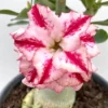 Desert Rose BKK1 Adenium Obesum Starter Live Plant - Exotic Houseplant - Image 1