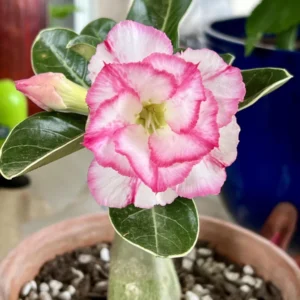 Desert Rose Cake Tower Starter Plant - Adenium Obesum Live Plant - Exotic Succulent - Image 1