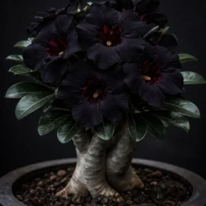 Desert Rose Dark Matter Live Plant Starter - Adenium Obesum - Image 2