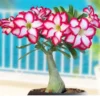 Desert Rose 'Double Noble' Live Starter Plant - Adenium Obesum Double Bloom - Image 1