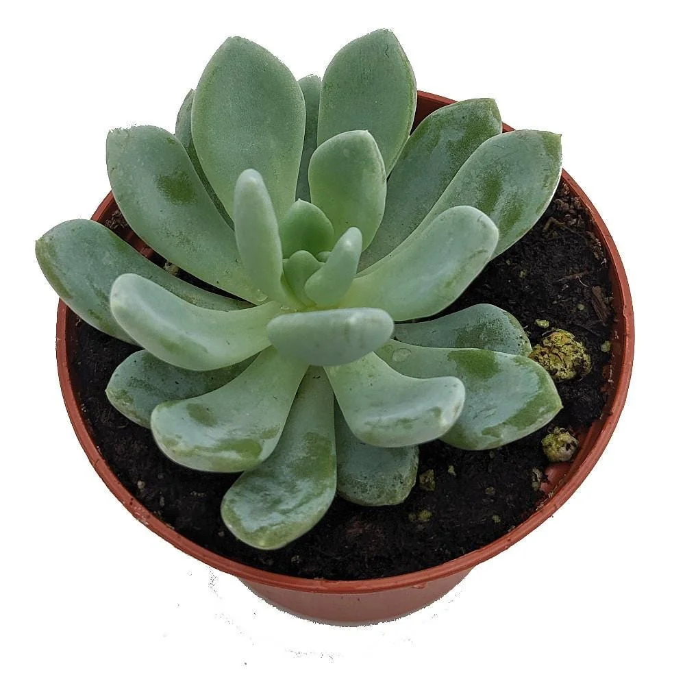 Desert Rose Echeveria Live Plant - Succulent 2.5" Pot - Indoor/Outdoor - Image 2