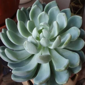 Desert Rose Echeveria Live Plant - Succulent 2.5