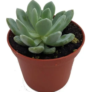 Desert Rose Echeveria Live Plant - Succulent 2.5