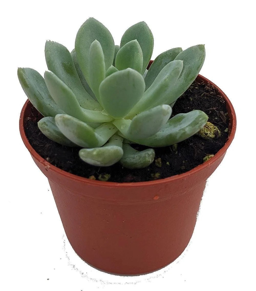 Desert Rose Echeveria Live Plant - Succulent 2.5" Pot - Indoor/Outdoor - Image 1