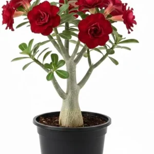 Desert Rose Live Plant 4-8