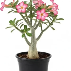 Desert Rose Live Plant 4-8