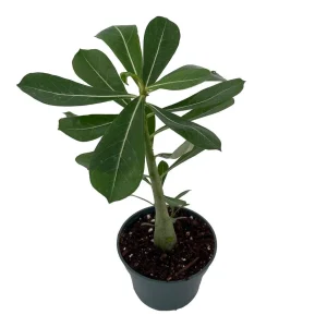 Desert Rose Plant - Adenium obesum Live Succulent - Pink Flowers - 4