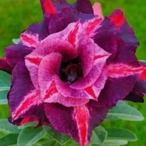 Desert Rose Purple Plum Live Plant - Adenium Obesum Starter - Image 2