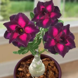 Desert Rose Purple Plum Live Plant - Adenium Obesum Starter - Image 1