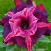 Desert Rose Purple Plum Starter Plant - Live Adenium Obesum - Image 1
