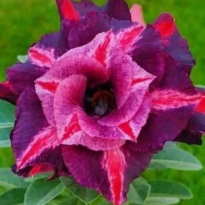 Desert Rose Purple Plum Starter Plant - Live Adenium Obesum - Image 1