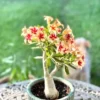 Desert Rose Star Cluster Adenium Obesum Live Plant - Rare Flower Starter - Image 1