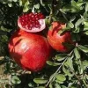 Desertnyi Pomegranate Live Plant – 1 to 2 Feet Tall – Ship in 6" Pot - Image 1