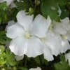 Diana Rose of Sharon Althea Live Plant - Quart Pot Shrub, Flowering Hedge - Image 1